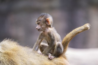 Guinea baboon (Papio papio) youngster hanging on its mothers back, Bavaria, Germany Europe