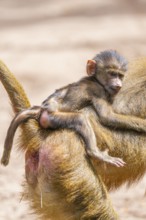 Guinea baboon (Papio papio) youngster hanging on its mothers back, Bavaria, Germany Europe