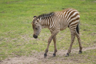 Plains zebra (Equus quagga) youngster (foal) walking on a meadow, Germany