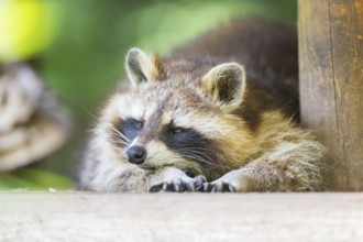 Common raccoon (Procyon lotor) lying on the ground, Bavaria, Germany