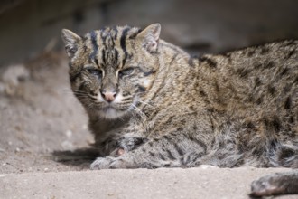 Fishing cat (Prionailurus viverrinus) lying on the ground, Portrait, Germany