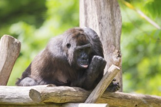 Western lowland gorilla (Gorilla gorilla gorilla) lying on wood, captive, Bavaria, Germany