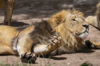 One year old Asiatic lion (Panthera leo persica) male, lying on the ground, portrait, captive,