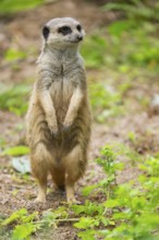 Close-up of a meerkat or suricate (Suricata suricatta) stands on its hind legs on the ground,