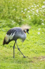 Black crowned crane (Balearica pavonina) walking on a meadow, Bavaria, Germany
