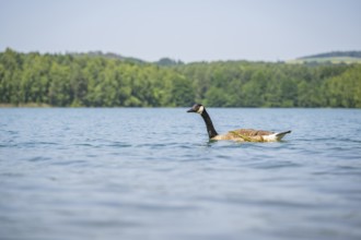 Canada goose (Branta canadensis) swimming on a lake, Bavaria, Germany