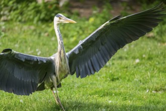 Grey heron (Ardea cinerea), landing on a meadow, Bavaria, Germany
