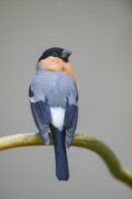 Eurasian bullfinch (Pyrrhula pyrrhula) male sitting on a branch, Bavaria, Germany
