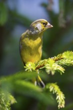 European greenfinch (Chloris chloris) sitting on a branch in spring, Bavaria, Germany