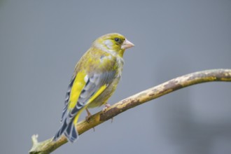 European greenfinch (Chloris chloris) sitting on a branch, Bavaria, Germany
