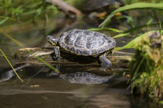 Red-eared slider (Trachemys scripta elegans) on a tree trunk, in the water of a little lake,