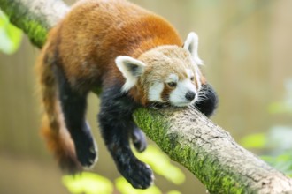 Red panda (Ailurus fulgens) lying on a branch in a tree, Germany