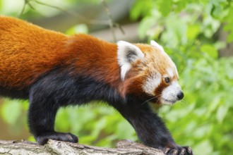 Red panda (Ailurus fulgens) on a branch in a tree, captive, Germany