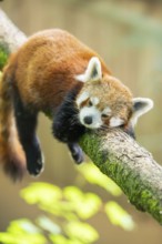 Red panda (Ailurus fulgens) lying on a branch in a tree, Germany