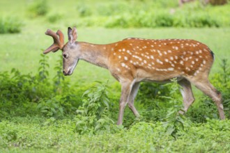 Sika deer (Cervus nippon) male walking on a meadow, Bavaria, Germany