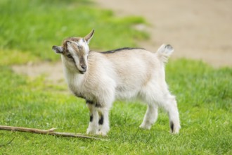 Domestic goat (Capra aegagrus hircus) kid standing on a meadow in spring, Bavaria, Germany