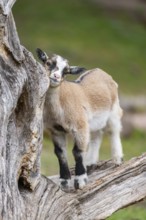 Domestic goat (Capra aegagrus hircus) kids on a an old tree trunk, Bavaria, Germany