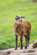 Cameroon sheep, domestic sheep (Ovis gmelini aries) youngster (lamb) on a rock, Bavaria, germany