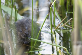 Water vole (Arvicola amphibius) adult rodent animal eating a reed stem in a pond in summer, RSPB