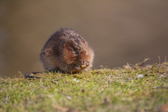 Water vole (Arvicola amphibius) adult rodent animal feeding on a river bank in spring, England,