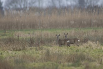 Roe deer (Capreolus capreolus) adult doe and juvenile fawn two animals in a fenland landscape in