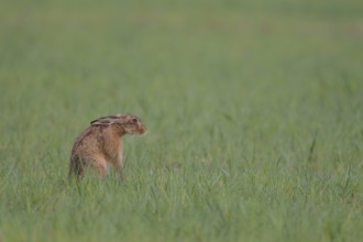 European brown hare (Lepus europaeus) adult animal in a farmland cereal field in spring, Suffolk,