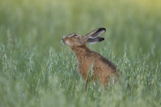 European brown hare (Lepus europaeus) adult animal eating in a farmland oat cereal field in summer,