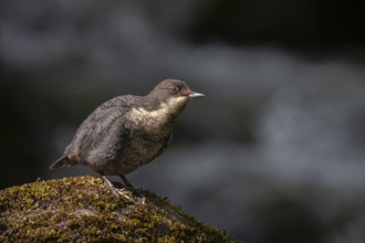 European or white throated dipper (Cinclus Cinclus) adult bird on a rock in summer, England, United