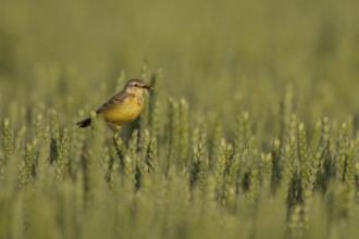 Yellow wagtail (Motacilla flava) adult bird in a farmland wheat crop with insects in its beak for