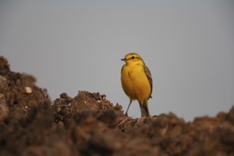 Yellow wagtail (Motacilla flava) adult bird on a farmland muck heap in spring, Suffolk, England,