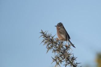 Dartford warbler (Sylvia undata) adult male bird on a Gorse bush branch, England, United Kingdom