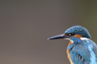 Common kingfisher (Alcedo atthis) adult male bird head portrait, England, United Kingdom