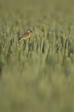 Yellow wagtail (Motacilla flava) adult bird in a farmland wheat crop with insects in its beak for