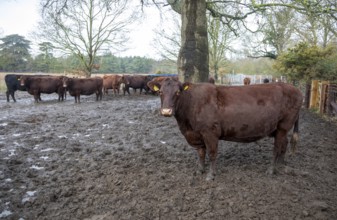 Mixed group hardy Red Poll weanlings calves overwintering outdoors in muddy area by silage feed,