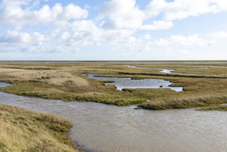 Wetland habitat of Boyton and Hollesley Marshes Nature Reserve, River Ore and Orford Ness shingle
