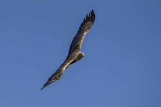 White tailed sea eagle (Haliaeetus albicilla) adult raptor bird of prey in flight, Isle of Mull,