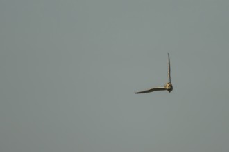 Short eared owl (Asio flammeus) adult bird in flight, England, United Kingdom
