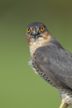 Eurasian sparrowhawk (Accipiter nisus) adult male bird of prey head portrait, England, United