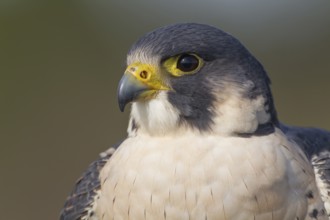 Peregrine falcon (Falco peregrinus) adult bird of prey head portrait, England, United Kingdom