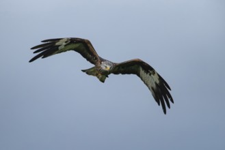 Red kite (Milvus milvus) adult raptor bird of prey in flight, Wales, United Kingdom