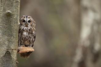 Tawny owl (Strix aluco) adult bird on a Bracket fungi on a Silver birch tree in a woodland in