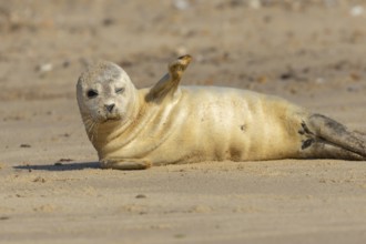 Common or Harbour or Harbor seal (Phoca vitulina) juvenile baby pup marine mammal relaxing on a
