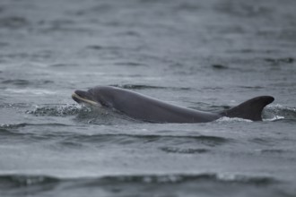 Common bottlenose dolphin (Tursiops truncatus) adult marine mammal surfacing out of the sea,
