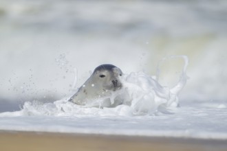 Common or Harbour or Harbor seal (Phoca vitulina) adult marine mammal in the surf of the sea on a