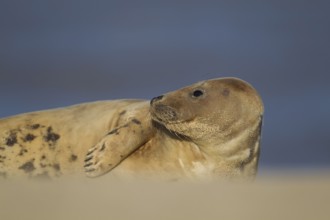 Grey seal (Halichoerus grypus) adult marine mammal resting on a beach, Norfolk, England, United