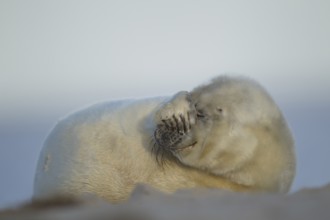 Grey seal (Halichoerus grypus) juvenile baby pup marine mammal relaxing on a beach, England, United