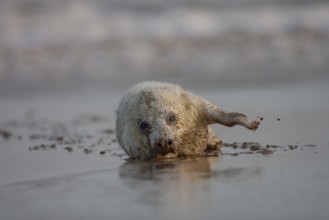 Grey seal (Halichoerus grypus) juvenile baby pup marine mammal on a beach, England, United Kingdom