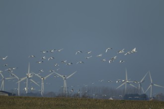 Whooper swan (Cygnus cygnus) adult swans birds in a flock in flight with windfarm turbines in the