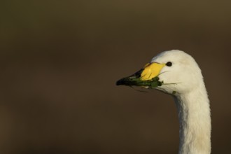 Whooper swan (Cygnus cygnus) adult bird feeding on grass in winter, RSPB Frampton marsh nature
