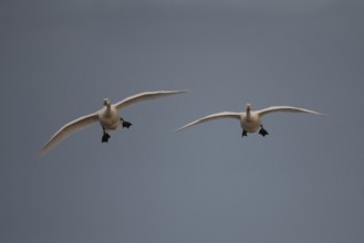 Bewick's swan (Cygnus columbarius) two adult swans birds in flight in winter, England, United